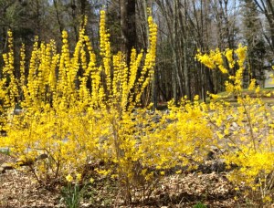 Forsythia in full bloom.